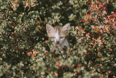 Portrait of a cat