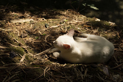 View of a sleeping on field