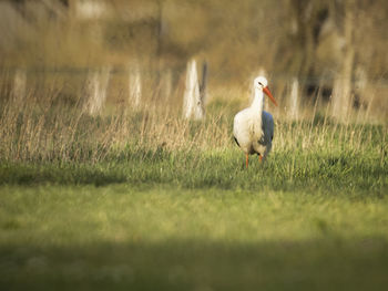 View of stork in field