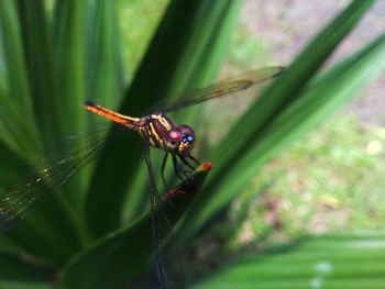 Close-up of insect on plant