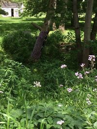 Scenic view of flowering plants and trees in park