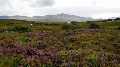 Scenic view of landscape and mountains against sky