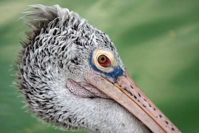 Close-up of a bird