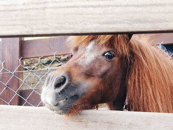 Close-up portrait of horse