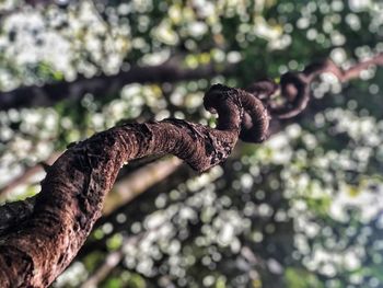 Close-up of branch