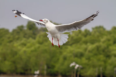 Low angle view of seagull flying