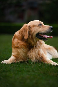 Close-up of dog sitting on grass