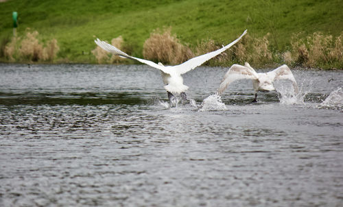 Sheep in lake