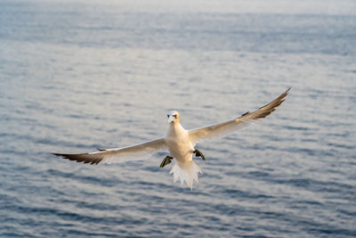 Seagulls flying over sea