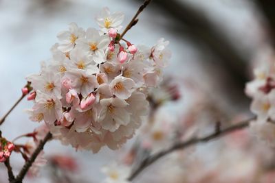 Close-up of white flowers