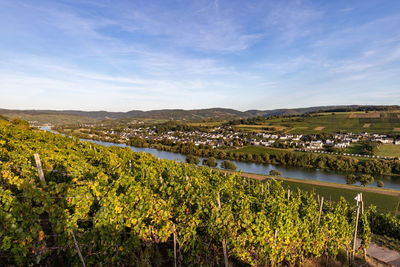 Panoramic view of the moselle valley with the wine village brauneberg in the background 