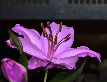 Close-up of flowers blooming outdoors