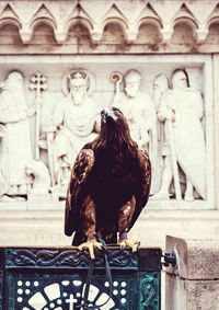 Close-up of eagle perching on wall