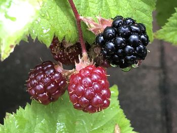 Close-up of strawberries