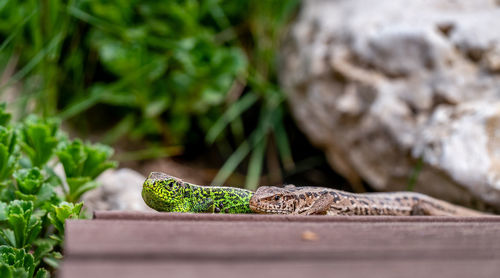 Close-up of lizard on wood