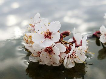 Close-up of flowers growing on tree against sky