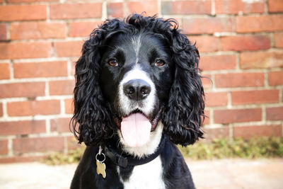 Portrait of black dog against brick wall