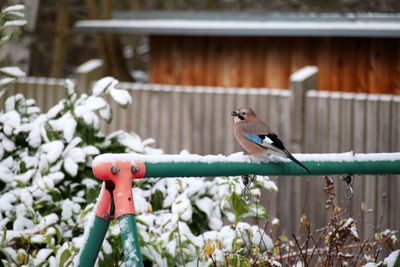 Close-up of bird perching outdoors