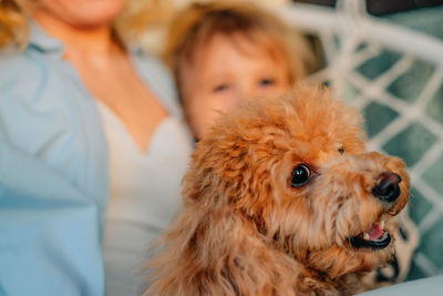 Close-up portrait of a red poodle dog at home against the background of its owners