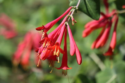 Close-up of red flowering plant