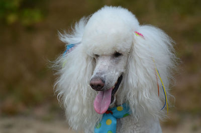 Cute white standard poodle with fluffy fur.