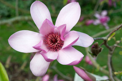 Close-up of pink orchid