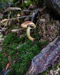 Close-up of moss growing on tree trunk