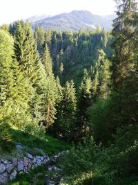 Pine trees in forest