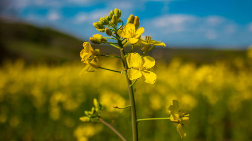 Close-up of yellow flowering plant on field