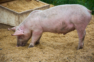 Close-up of sow pig eating in a pen