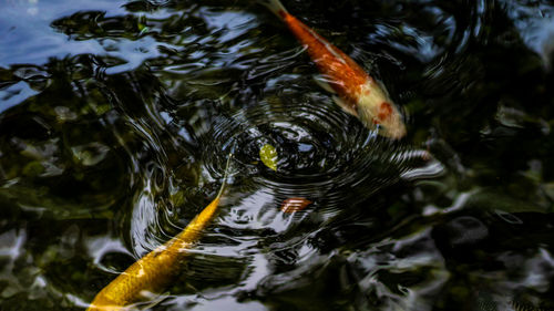 High angle view of fish swimming in lake