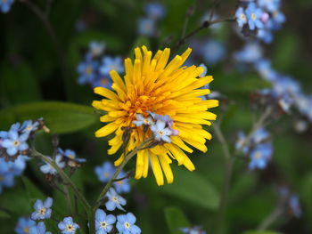 Close-up of bee on yellow flower