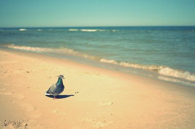 Seagull perching on sand at beach against sky