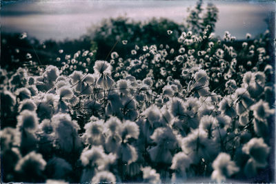 Close-up of white flowers