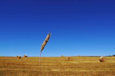 Plants growing on field against blue sky