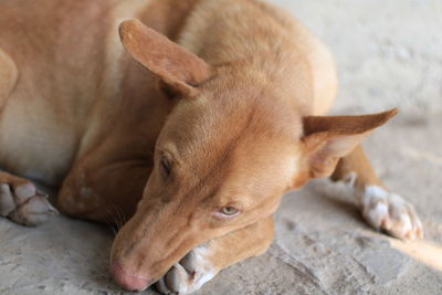 High angle view of a dog resting