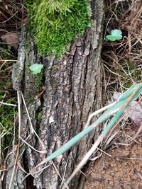 Close-up of tree trunk on field