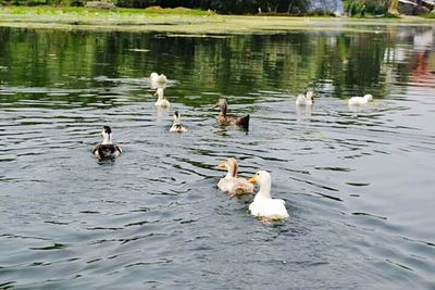 Swans swimming in lake