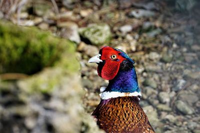 Close-up of a bird looking away