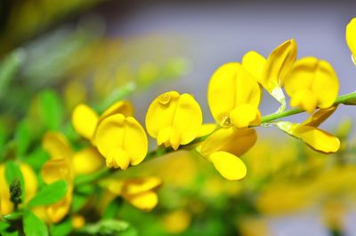 Close-up of yellow flowers