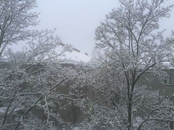 Bare trees against clear sky during winter