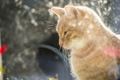 Close-up of cat looking away