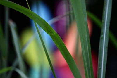 Close-up of fresh green grass