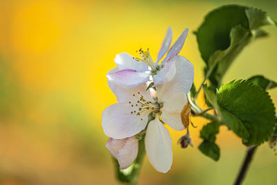 Close-up of purple cherry blossom plant