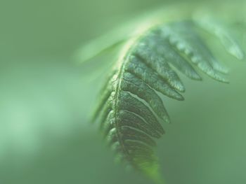 Close-up of fern leaf