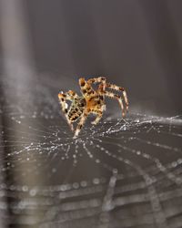 Close-up of spider on web