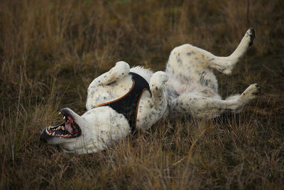 View of two dogs on field