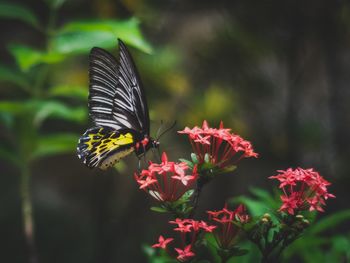 Close-up of butterfly pollinating on flower