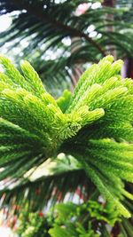 Close-up of plant