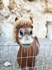 Close-up portrait of a horse